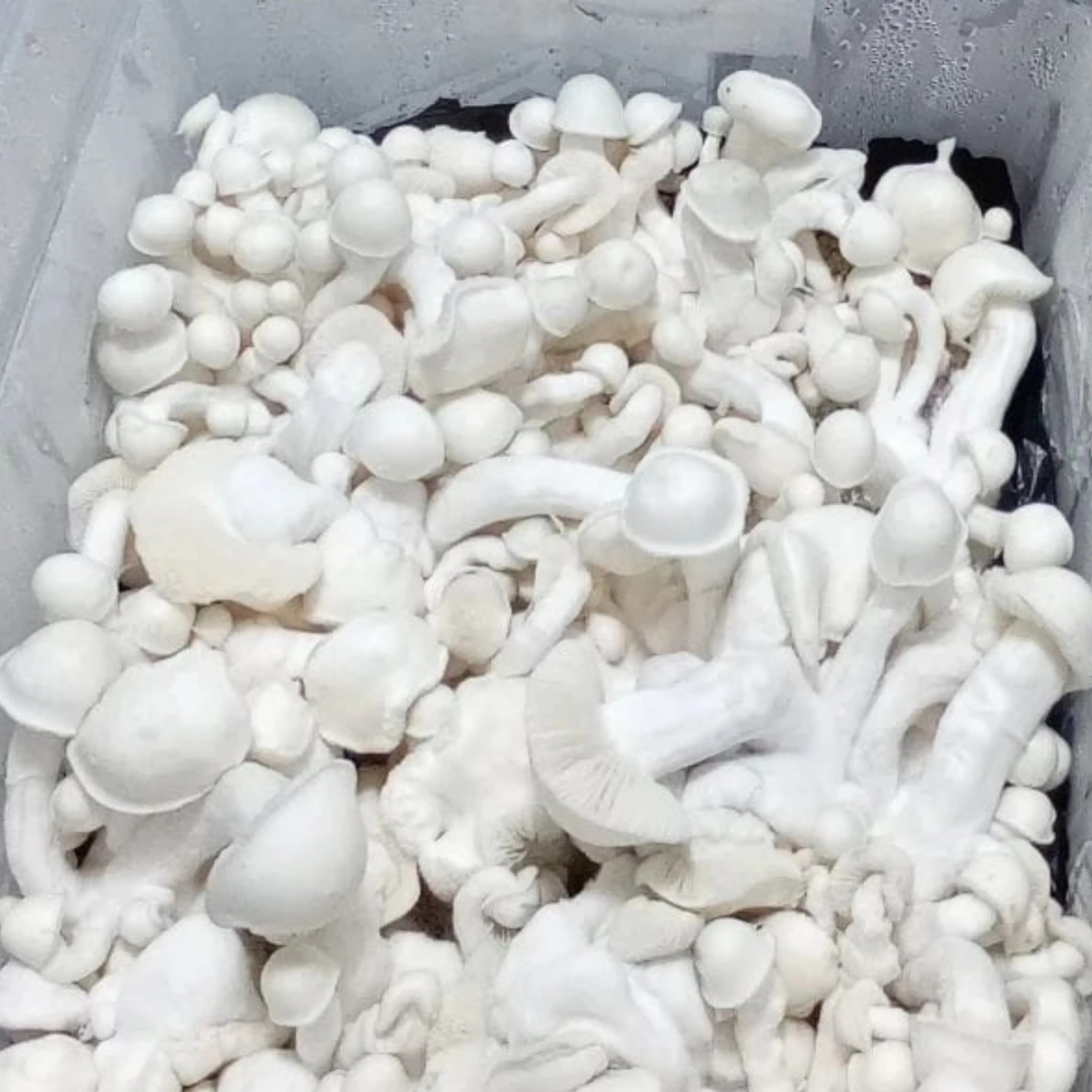 Albino Makilla Gorilla