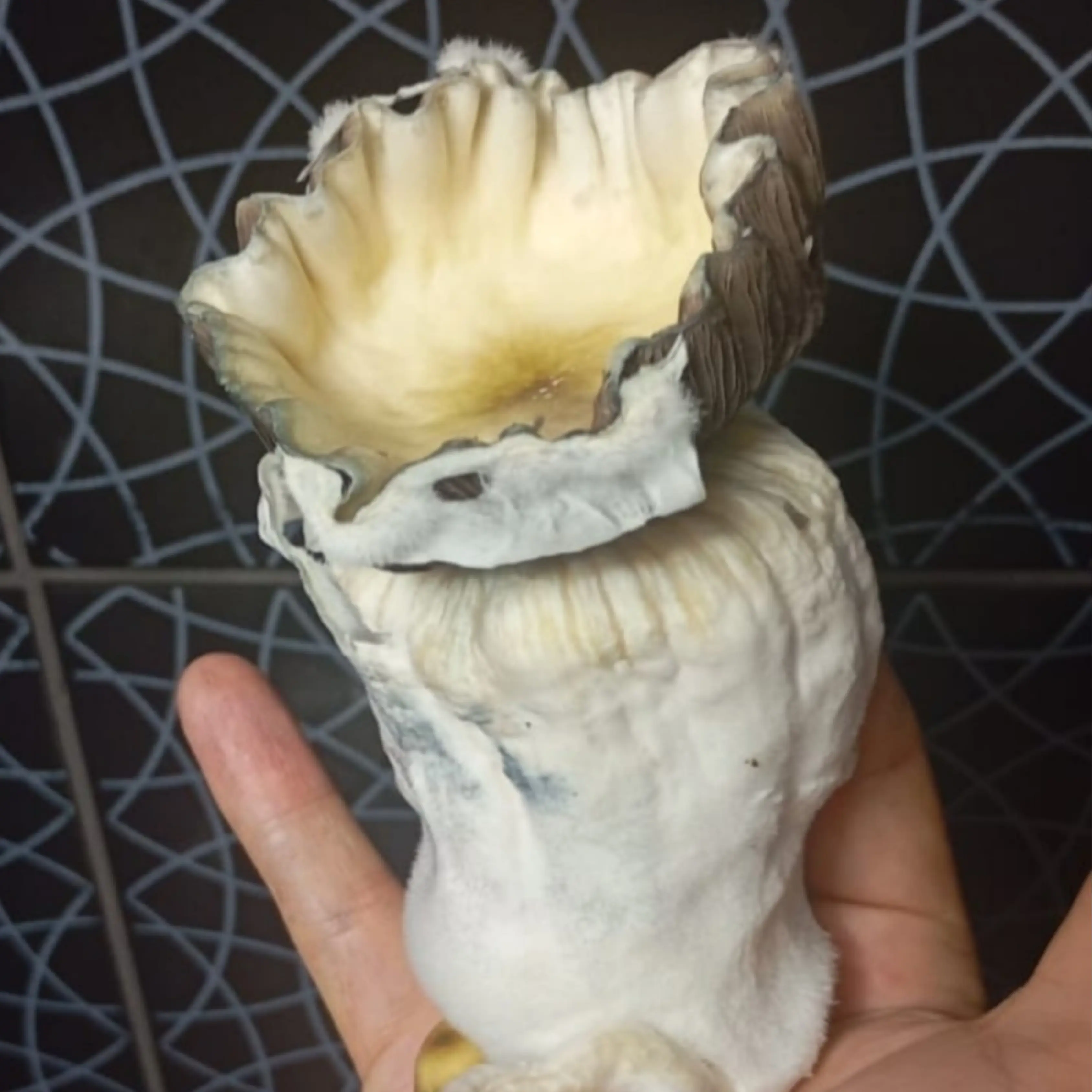 Mystery Albino Revert